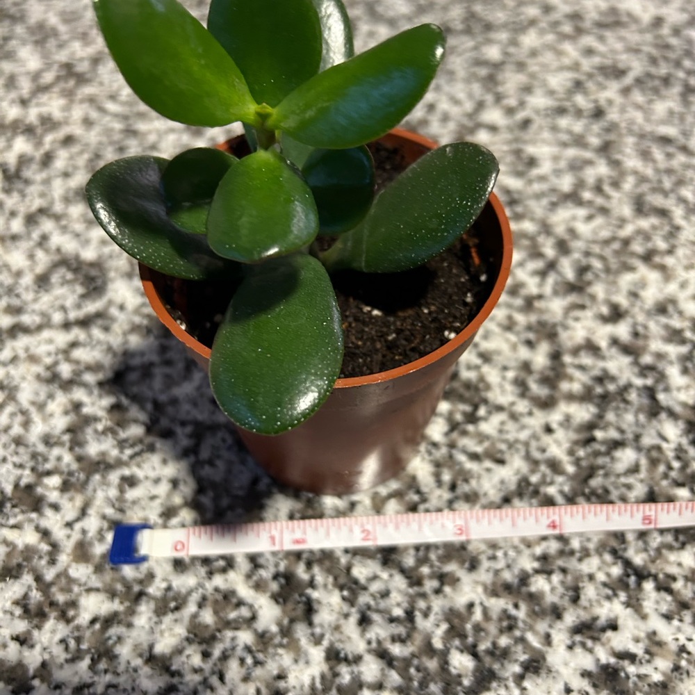 JADE PLANT ROOTED - Picture 4 of 4